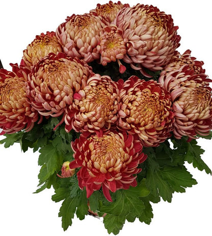 Ekstra flerblomstret krysantemum