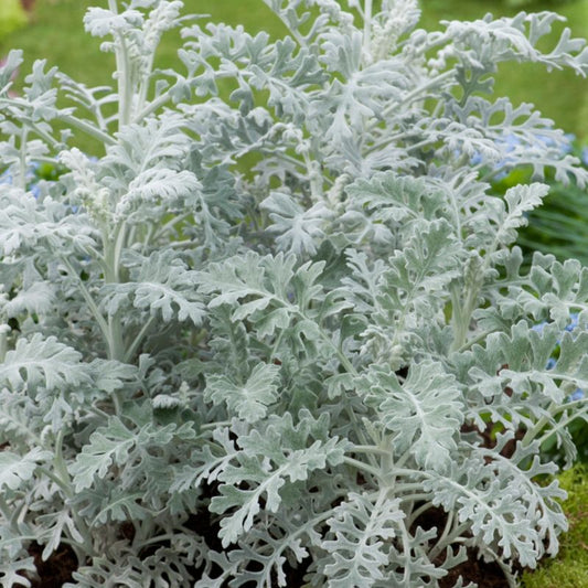 Cineraria 10,5 cm – robust plante med sølvgrå blade til haven og terrassen
