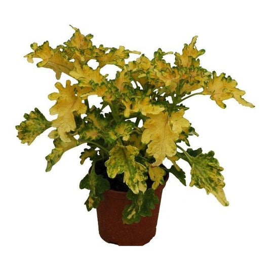 Coleus plante i 10,5 cm potte