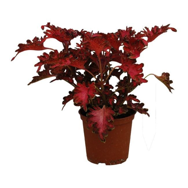 Coleus plante i 10,5 cm potte