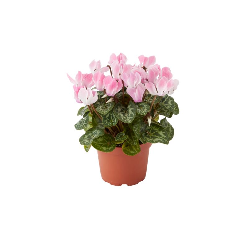 Cyklamen GoodHome 10,5 cm mix