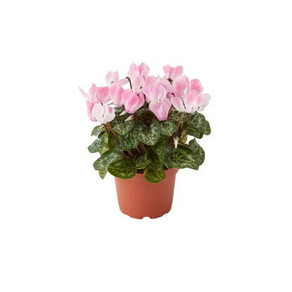 Cyklamen GoodHome 10,5 cm mix