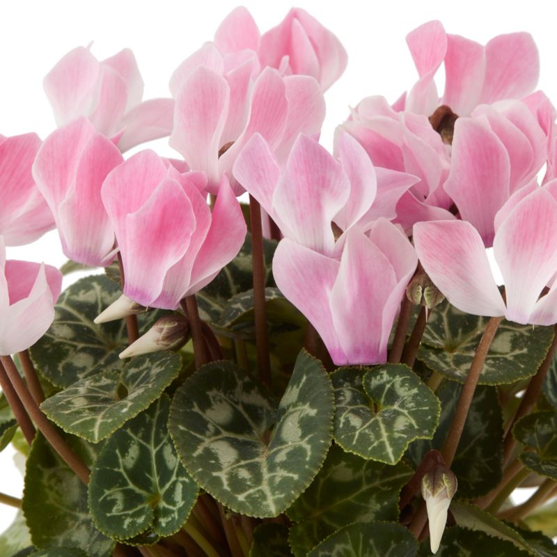 Cyklamen GoodHome 10,5 cm mix