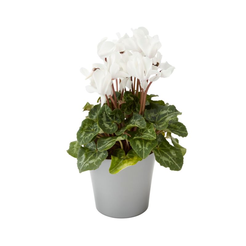 Cyklamen GoodHome 12 cm mix