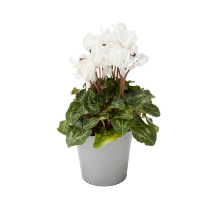 Cyklamen GoodHome 12 cm mix