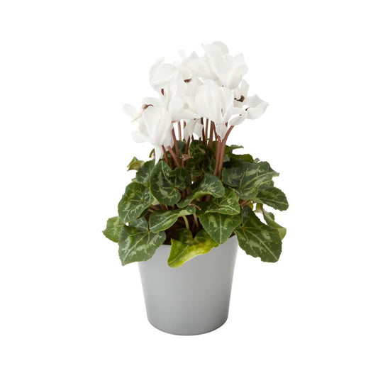 Cyklamen GoodHome 12 cm mix