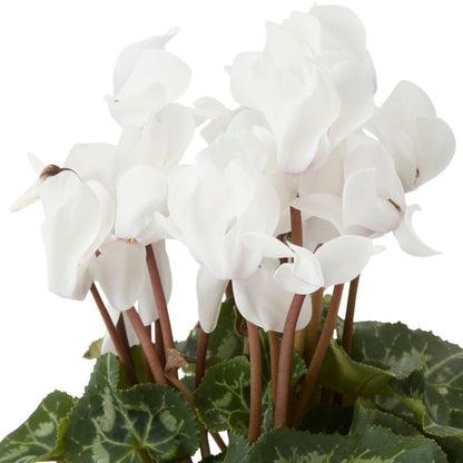 Cyklamen GoodHome 12 cm mix