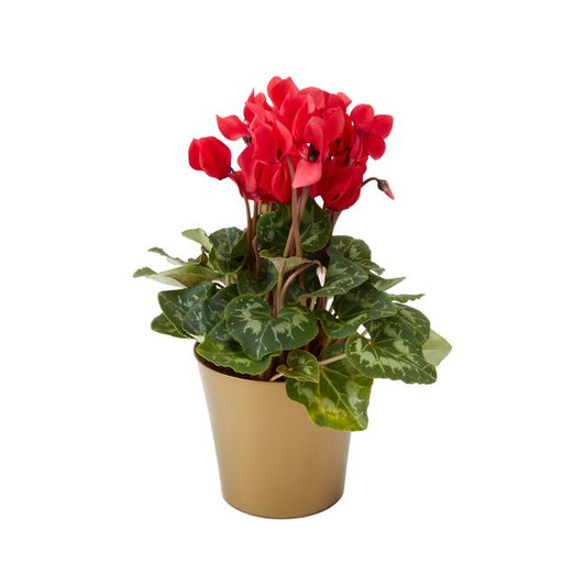 Cyklamen GoodHome 12 cm