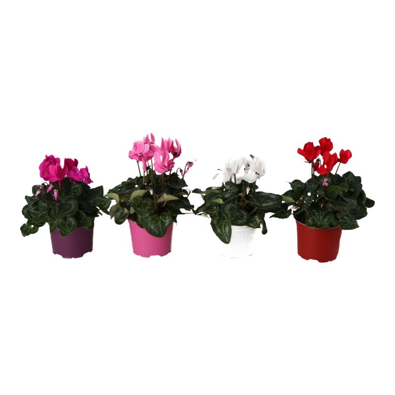 Cyklamen mix 12 cm