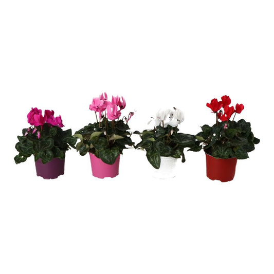 Cyklamen mix 12 cm