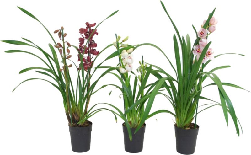 Cymbidium mini to-stilk mix