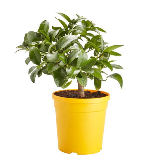 GoodHome citrontræ 14 cm