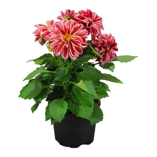 Dahlia i potte 11 cm