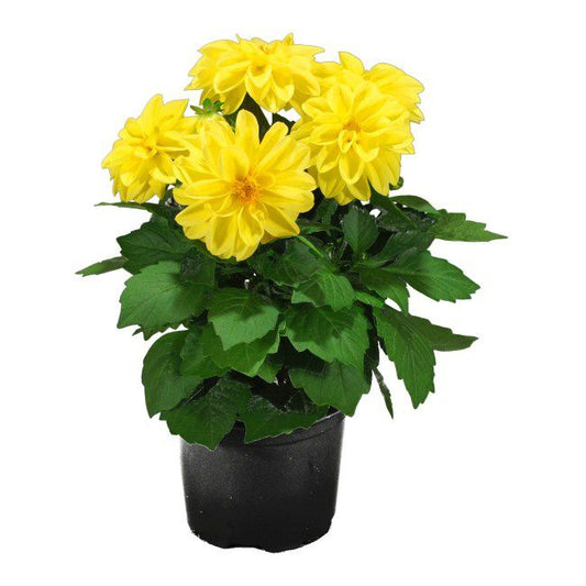 Dahlia i 12 cm potte