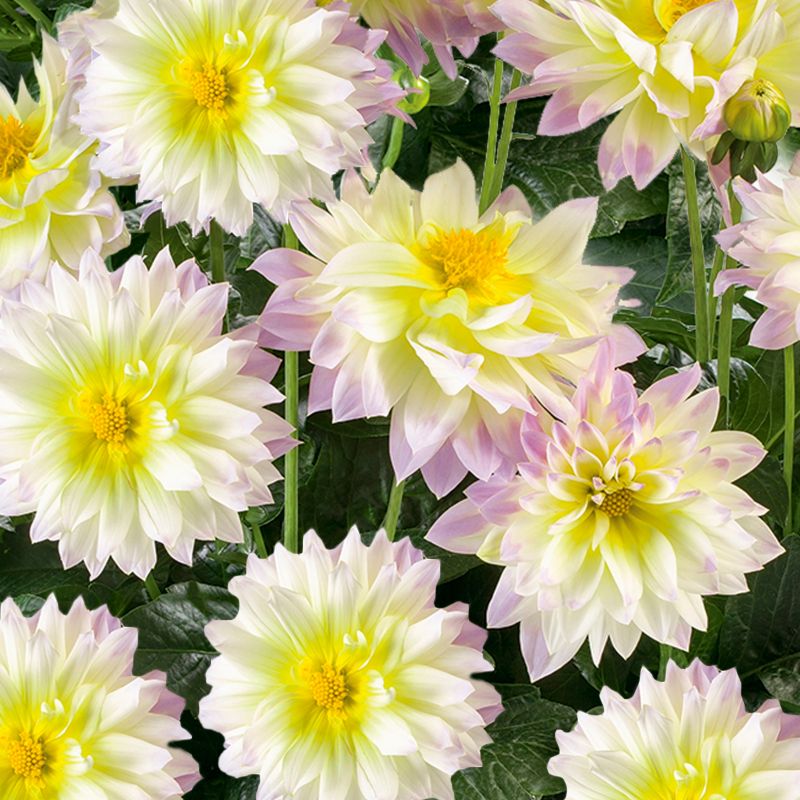 Dahlia Fun Pastel 17 cm