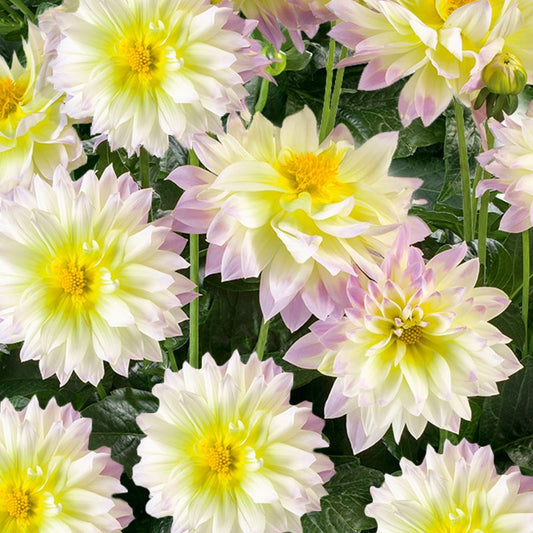 Dahlia Fun Pastel 17 cm