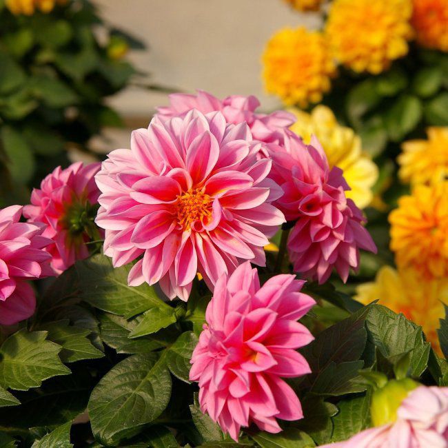 Dahlia Verve mix farver i potte 10,5 cm højde 30 cm