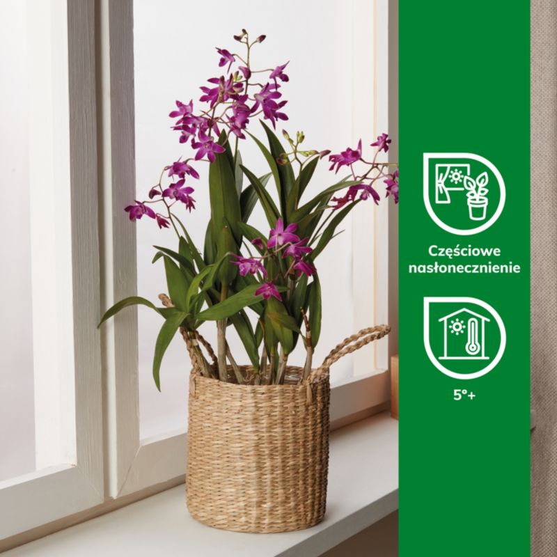 Dendrobium Berry Oda i kurv 12 cm