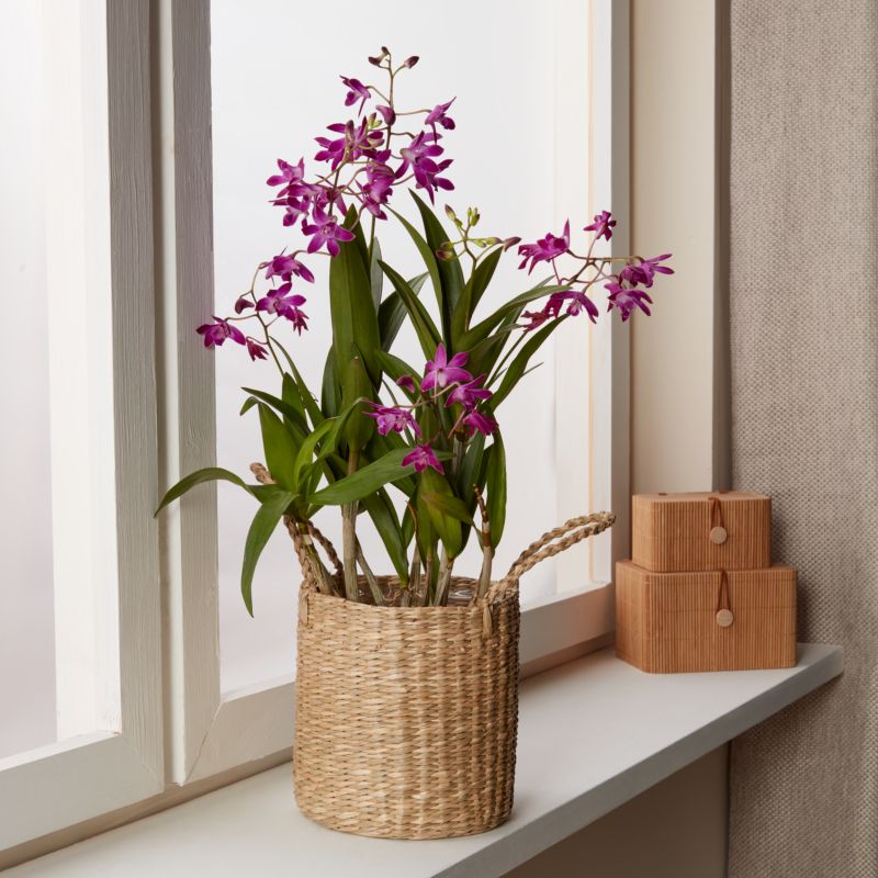 Dendrobium Berry Oda i kurv 12 cm