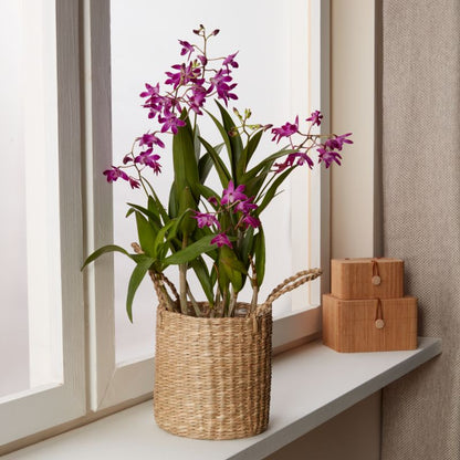 Dendrobium Berry Oda i kurv 12 cm