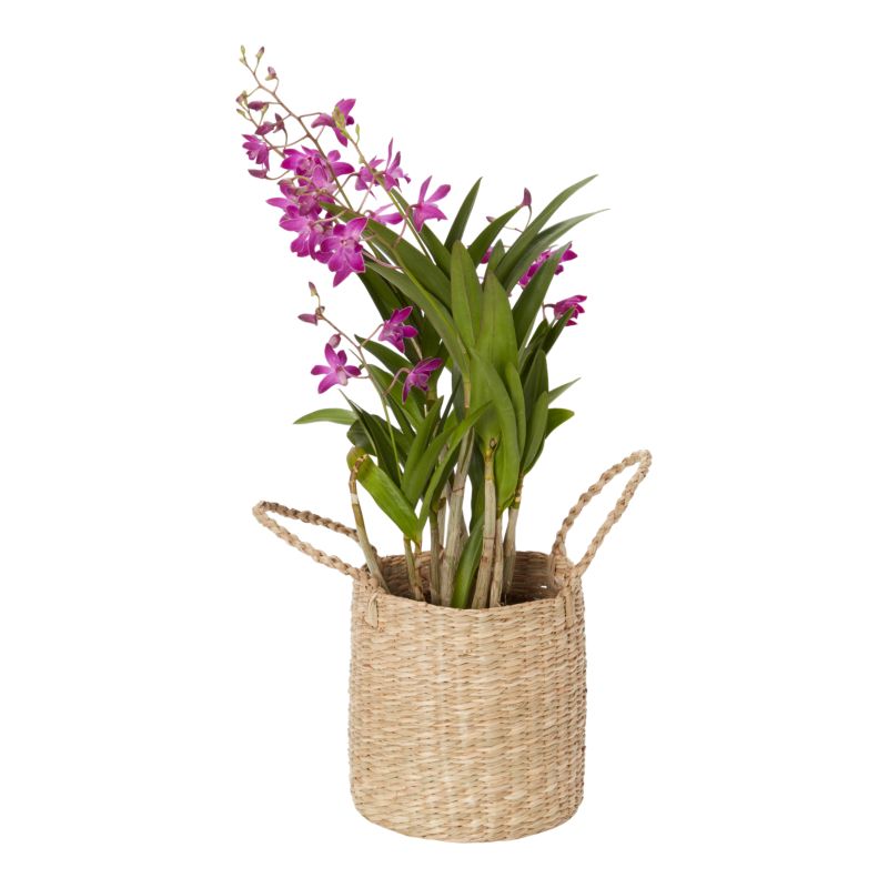 Dendrobium Berry Oda i kurv 12 cm