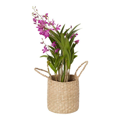 Dendrobium Berry Oda i kurv 12 cm