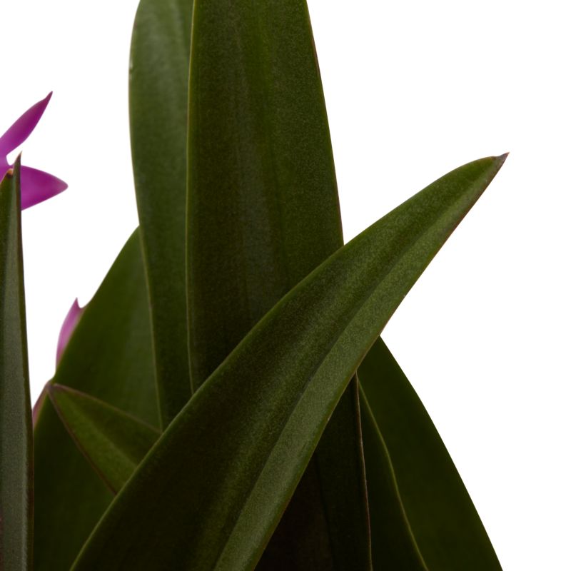Dendrobium Berry Oda i kurv 12 cm