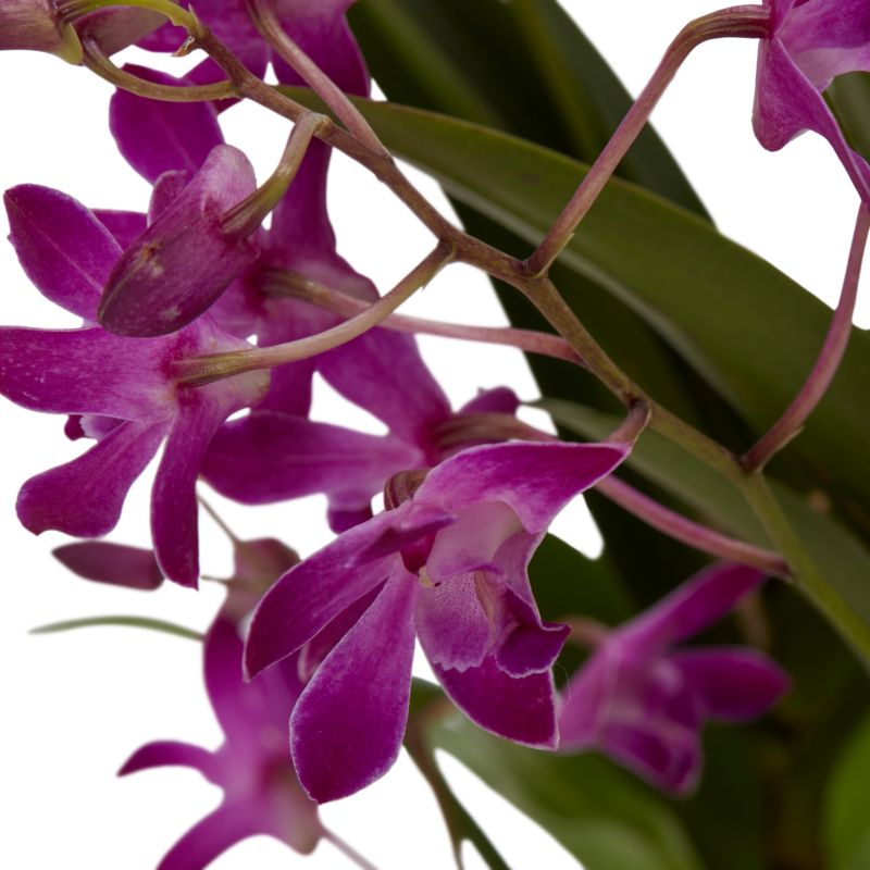 Dendrobium Berry Oda i kurv 12 cm