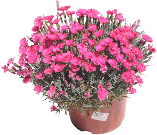 Dianthus nellike i 17 cm potte