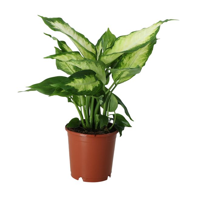 Difenbachia Camillea / Compacta GoodHome