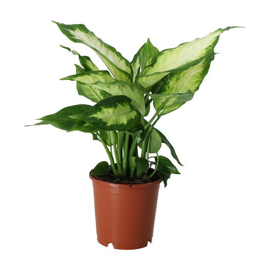 Difenbachia Camillea / Compacta GoodHome