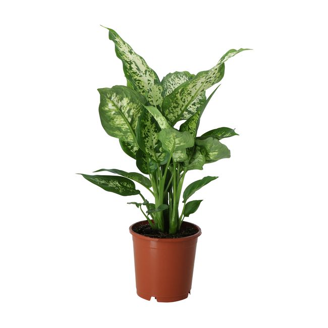 Difenbachia Camillea / Compacta GoodHome