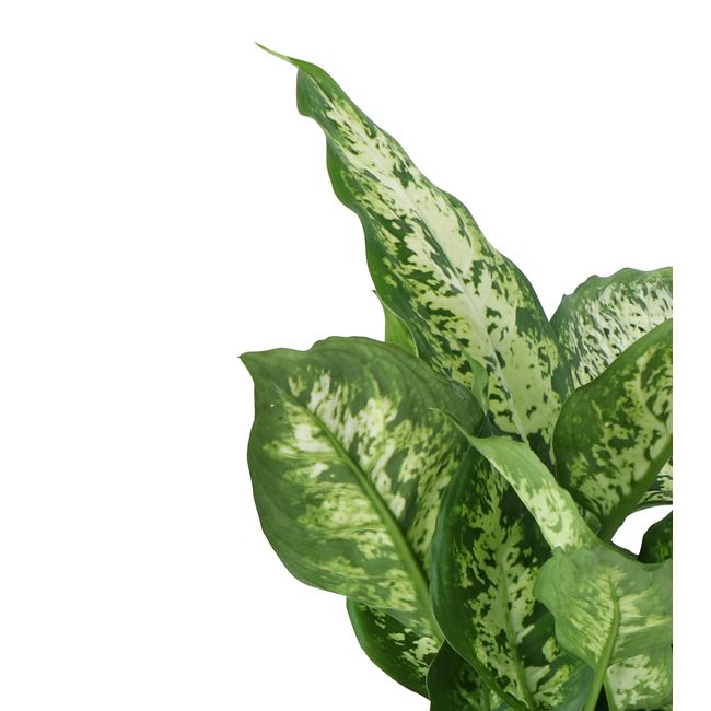 Difenbachia Camillea / Compacta GoodHome