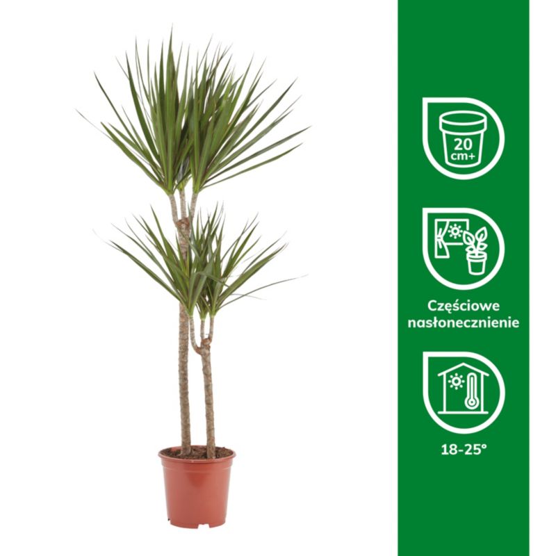 Dracena i potte 19 cm