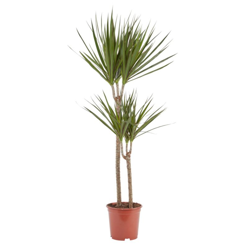 Dracena i potte 19 cm