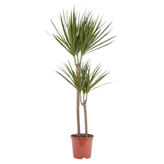 Dracena i potte 19 cm