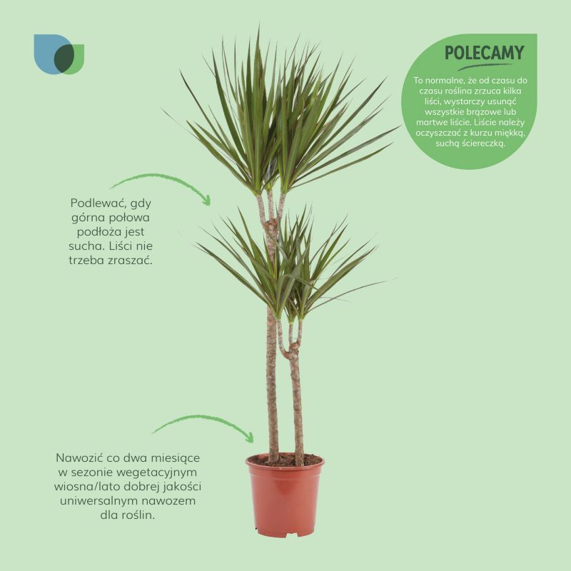 Dracena i potte 19 cm