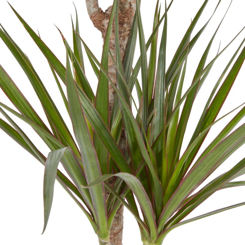 Dracena i potte 19 cm