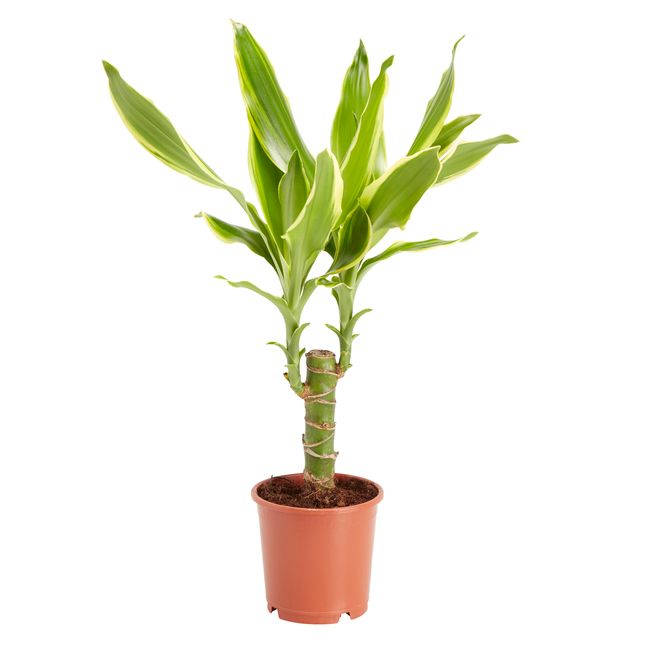 Dracena i potte 11 cm – en elegant og nem stueplante