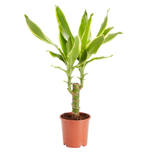 Dracena i potte 11 cm – en elegant og nem stueplante