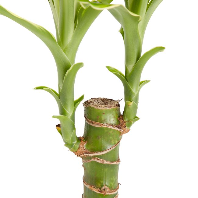 Dracena i potte 11 cm – en elegant og nem stueplante