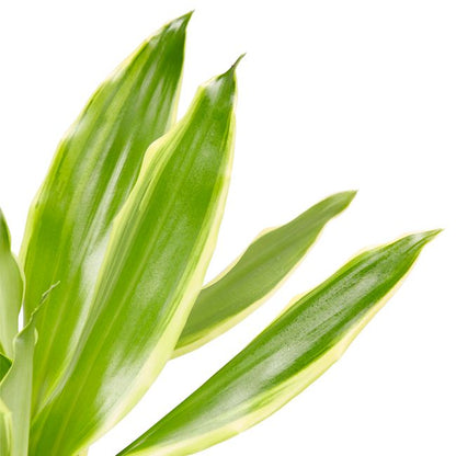 Dracena i potte 11 cm – en elegant og nem stueplante