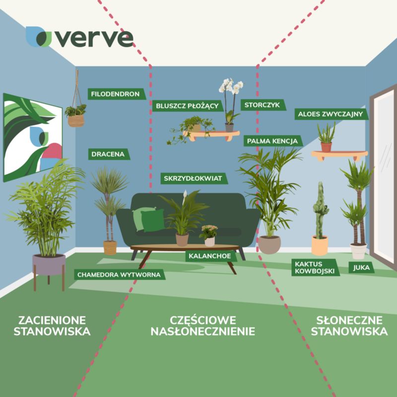 Dracena i potte 11 cm – en elegant og nem stueplante