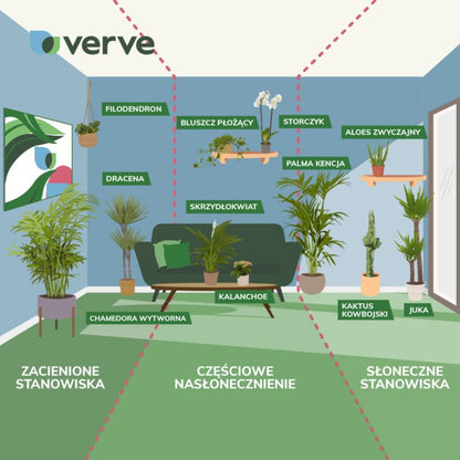 Dracena i potte 11 cm – en elegant og nem stueplante