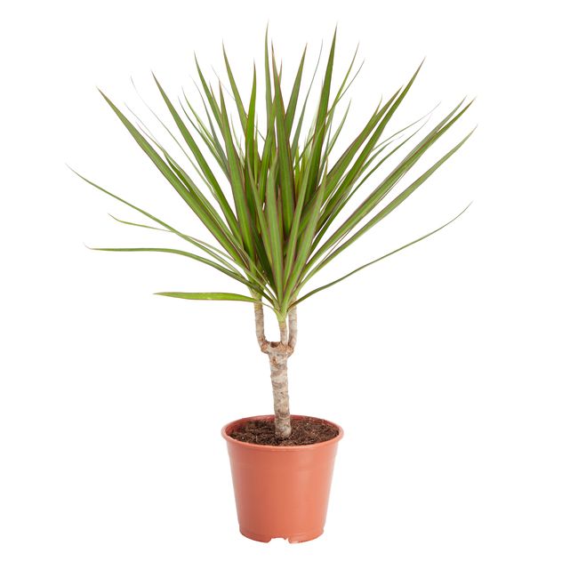Dracena i 14 cm potte