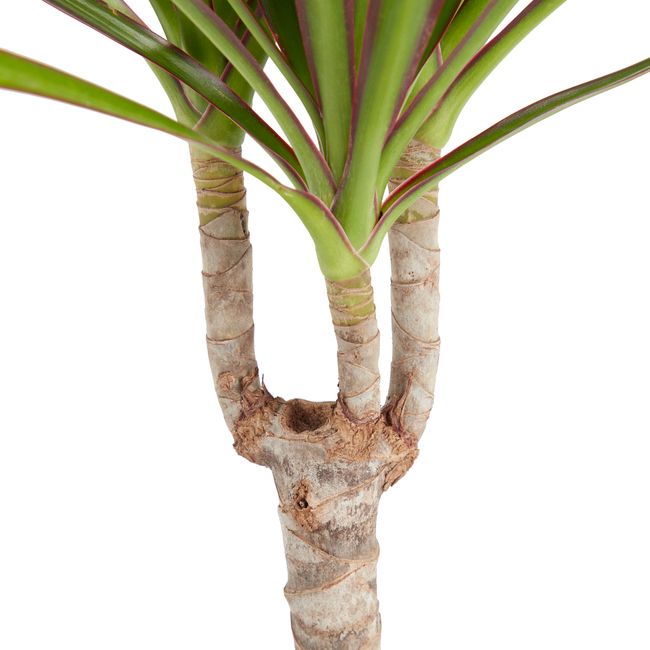 Dracena i 14 cm potte