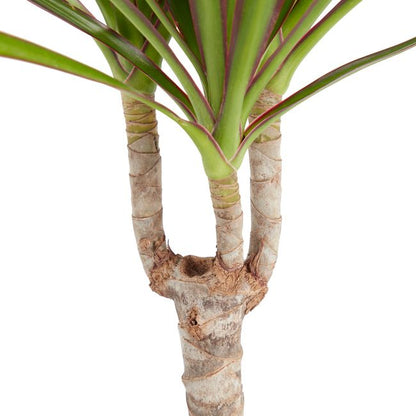 Dracena i 14 cm potte