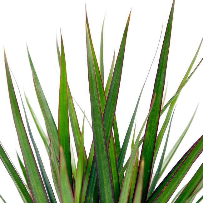 Dracena i 14 cm potte