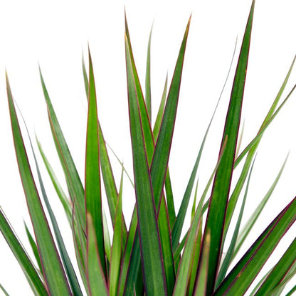 Dracena i 14 cm potte