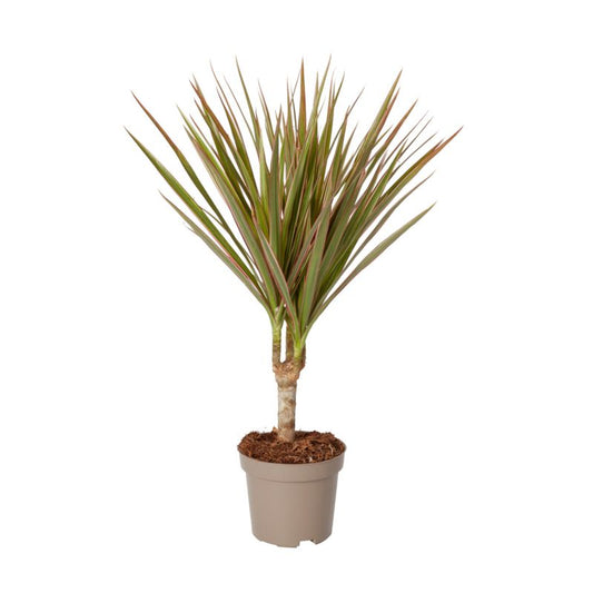 Dracena GoodHome 10,5 cm